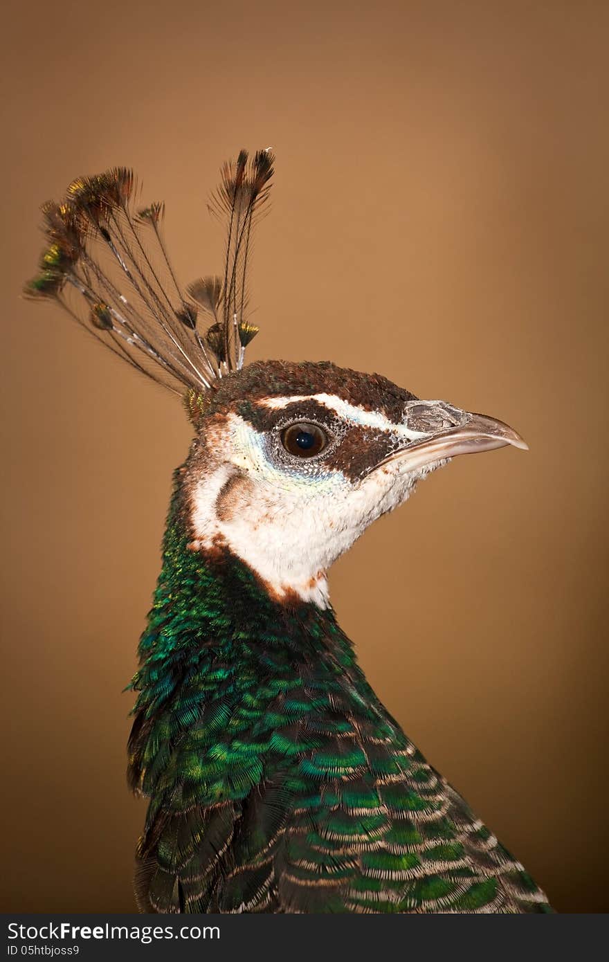 Peacock portrait of a beautiful bird zoo