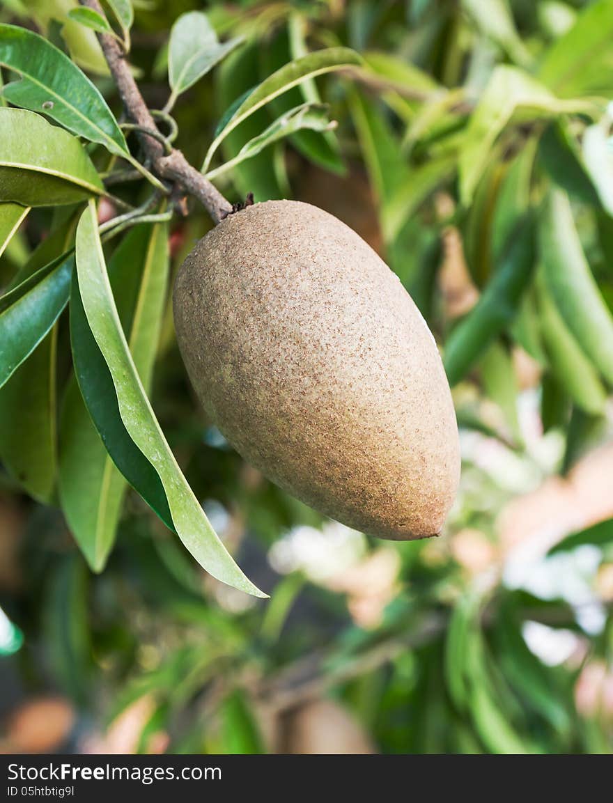 Sapodilla Fruit