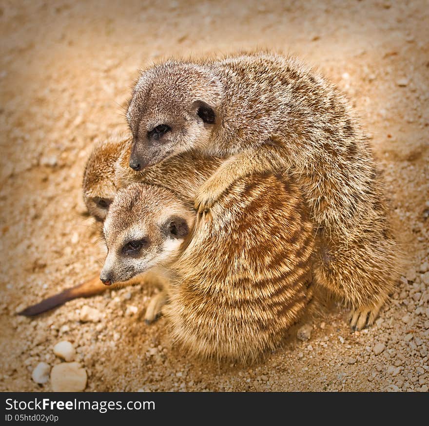 Three meerkats wearing are small rodents