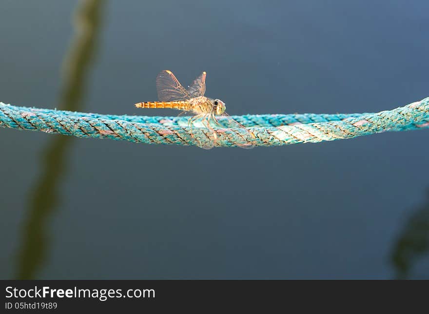 Dragonfly spreads wings on the ropes.