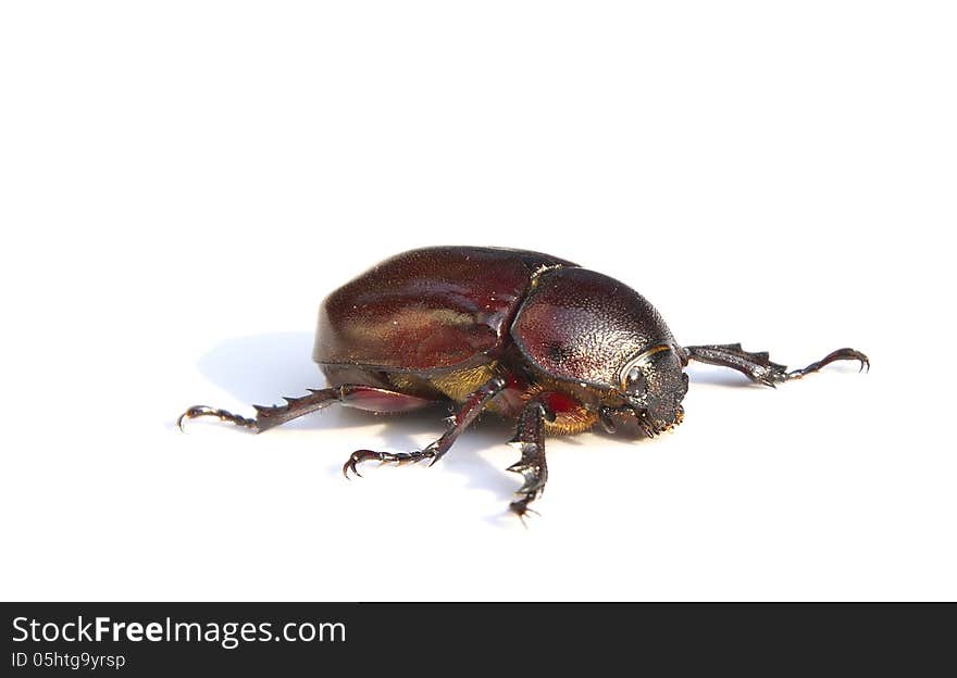 Rhinoceros bug on white background.