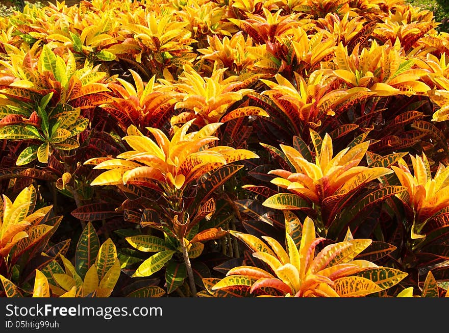 Croton on sun in the garden.