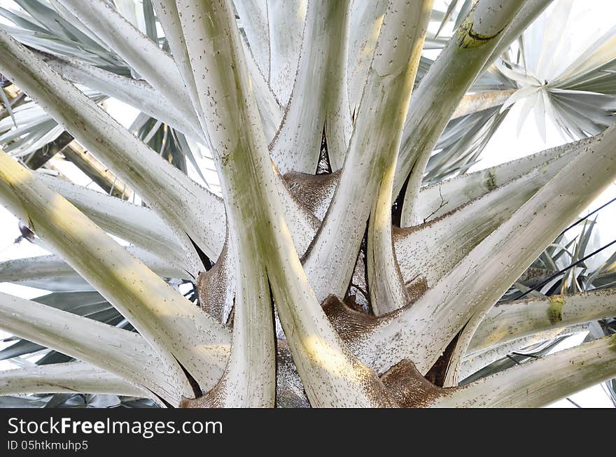 The detail of Bismarck palm.