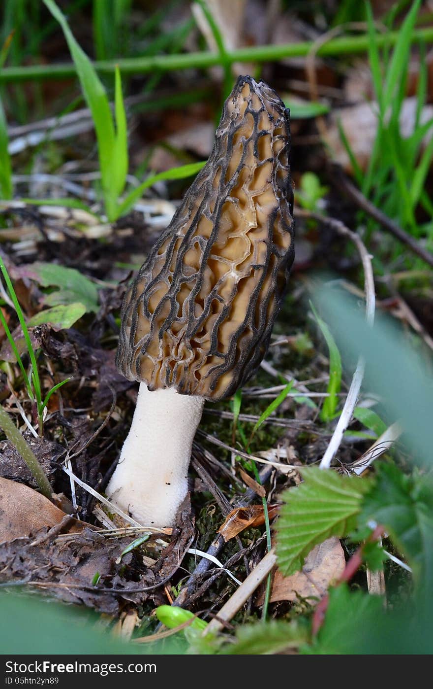 Black Morel Mushroom