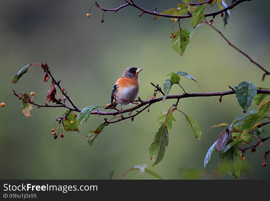 In Japan, they come in autumn and leave in spring (winter bird). In Japan, they come in autumn and leave in spring (winter bird).