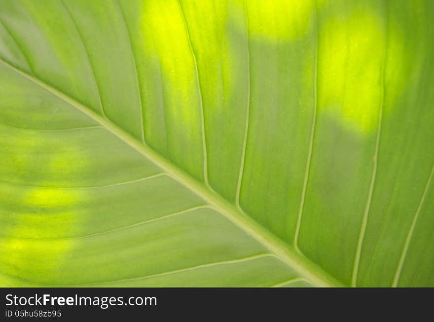 Colocasia esculenta (L.)Schott var. antiquorum (Schott) Hubb. et Rehder. Colocasia esculenta (L.)Schott var. antiquorum (Schott) Hubb. et Rehder