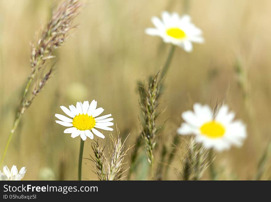 Daisy macro flower field on a sunny day photo