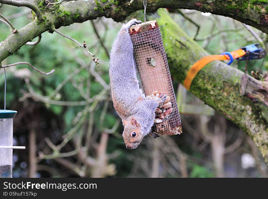 One of a few that come to cause destruction to my feeders. One of a few that come to cause destruction to my feeders.