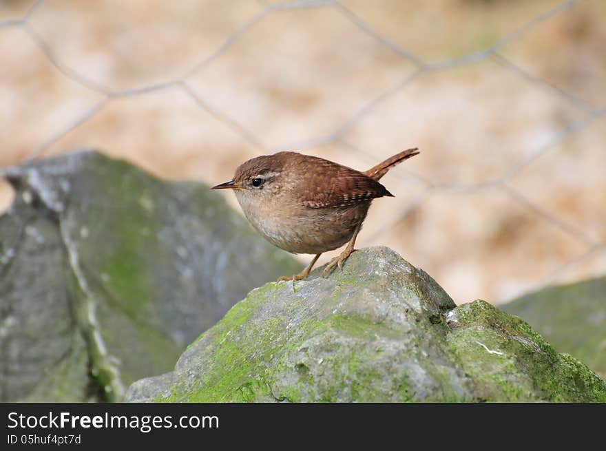 A wee Wren on a rock.