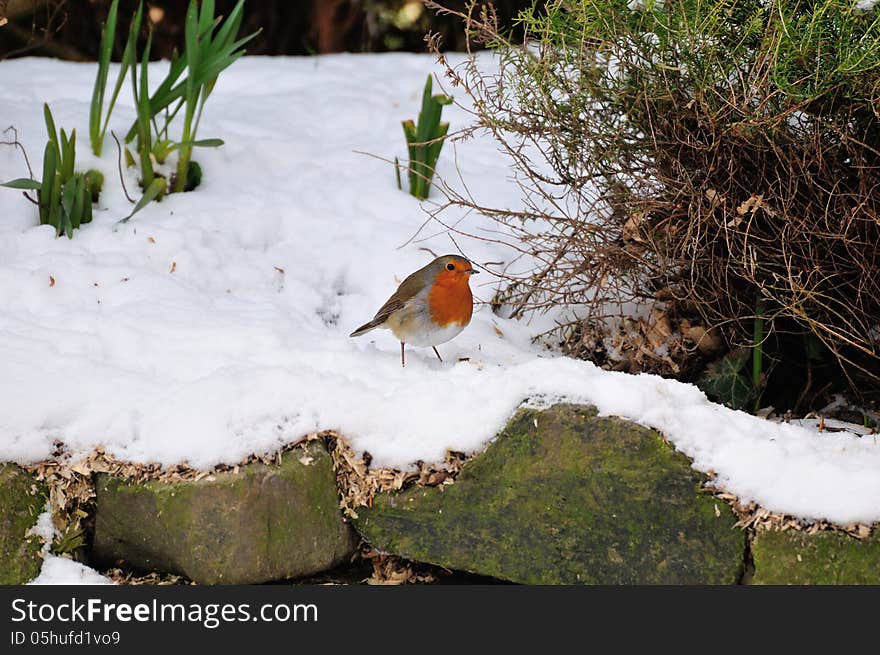 Robin in the snow.