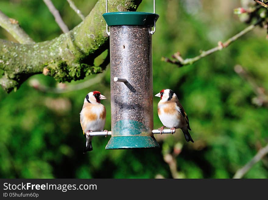 Pair ofGoldfinch on a feeder.