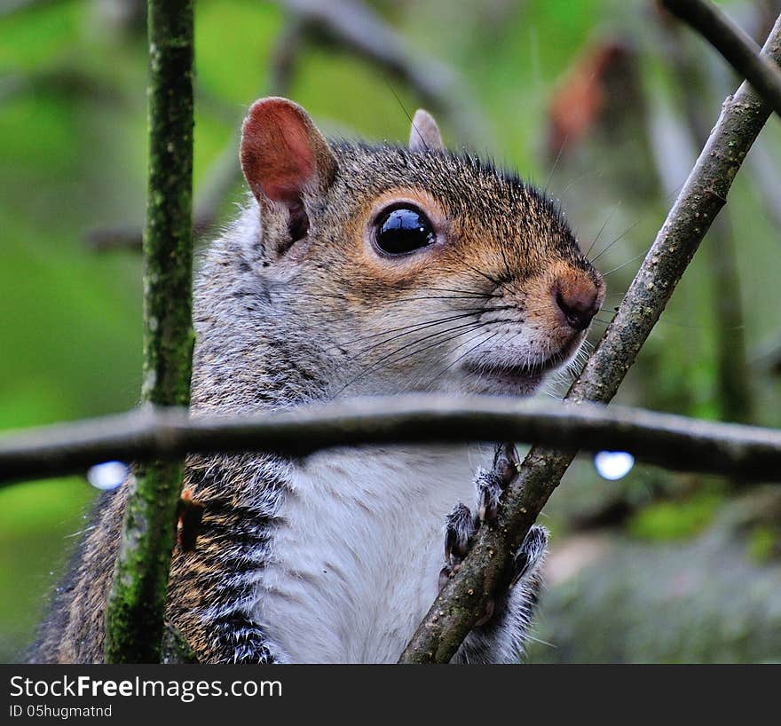 Squirrel up close.