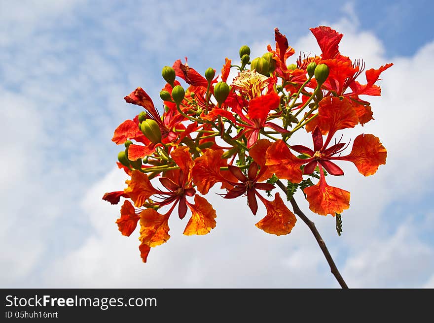 Peacock Flowers