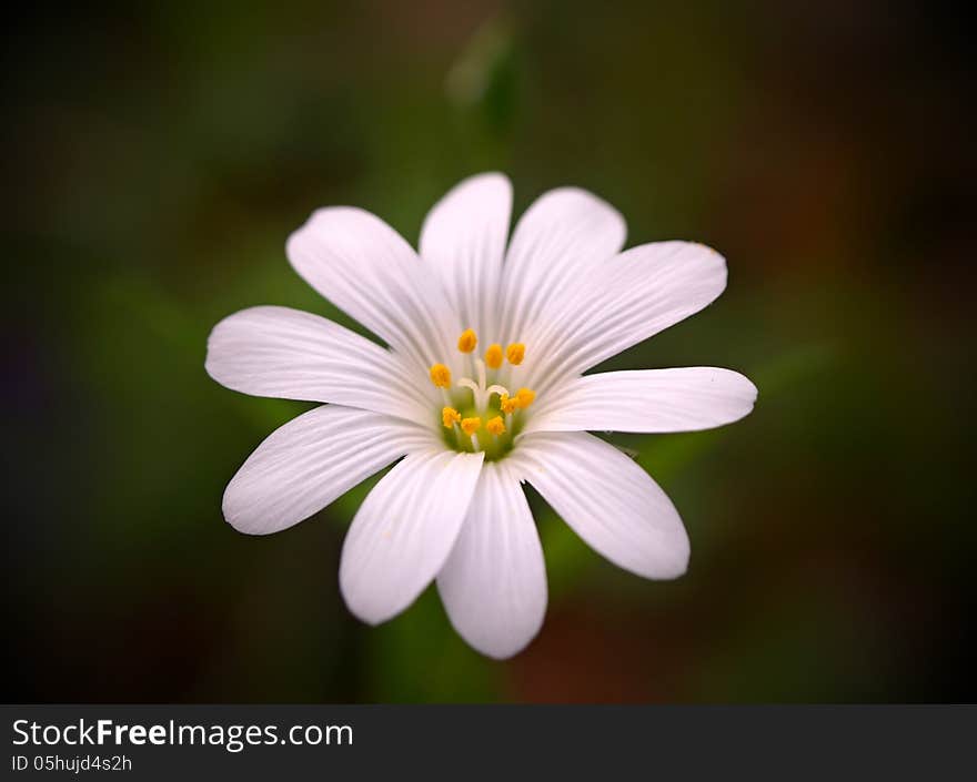 Pure white flower on natural background