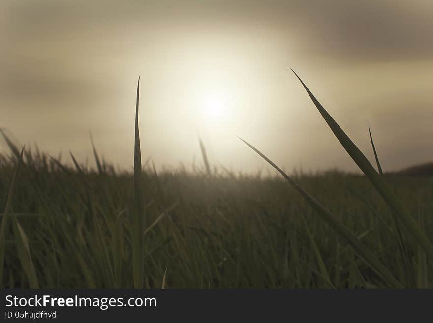 Grass field