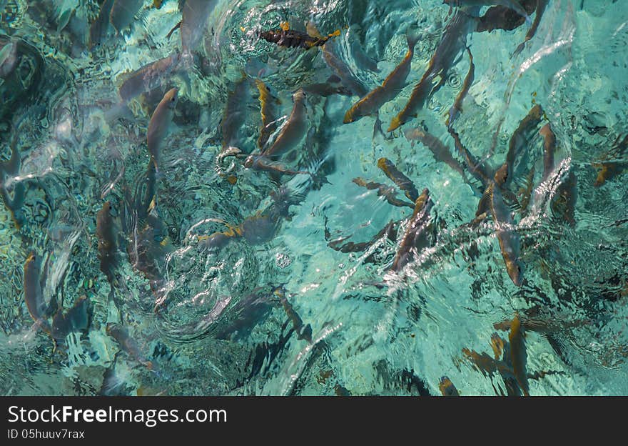 Fishes in the crystal clear water