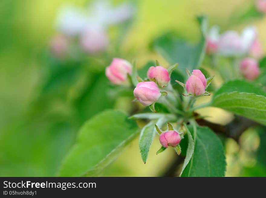 Pink Flower Buds on Apple Tree in Spring