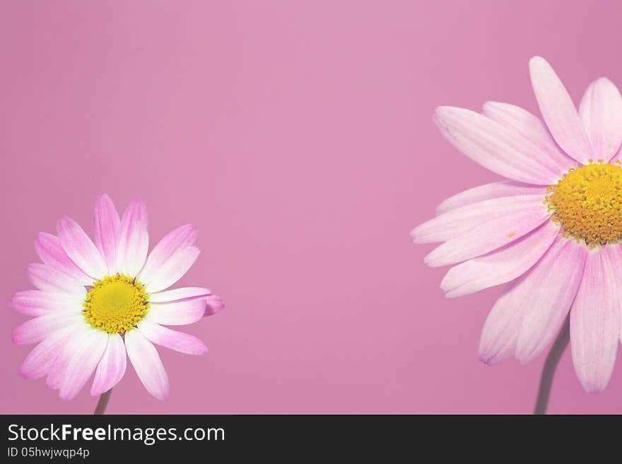 Marguerite On Pink Background