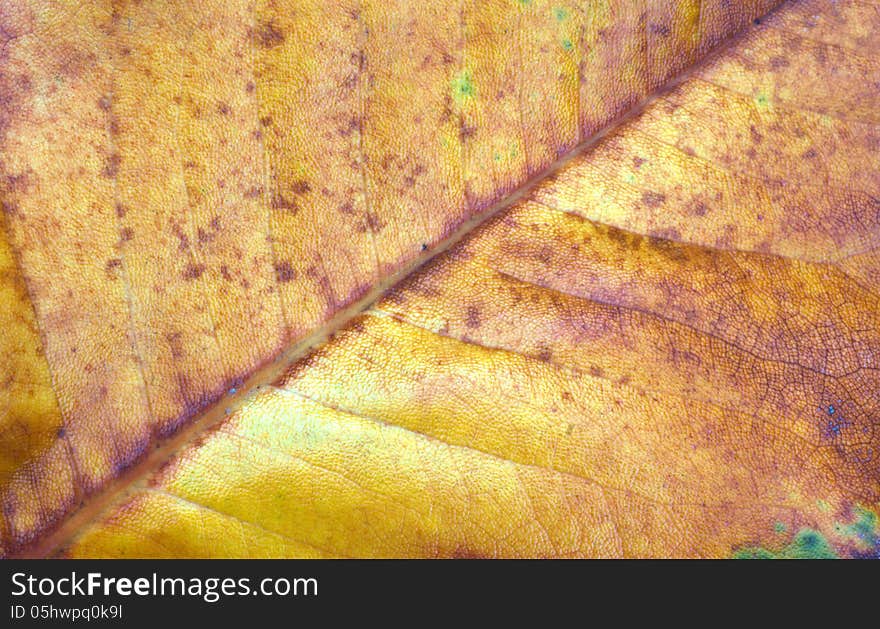 Macro of an autumn leaf suitable for a background. Macro of an autumn leaf suitable for a background