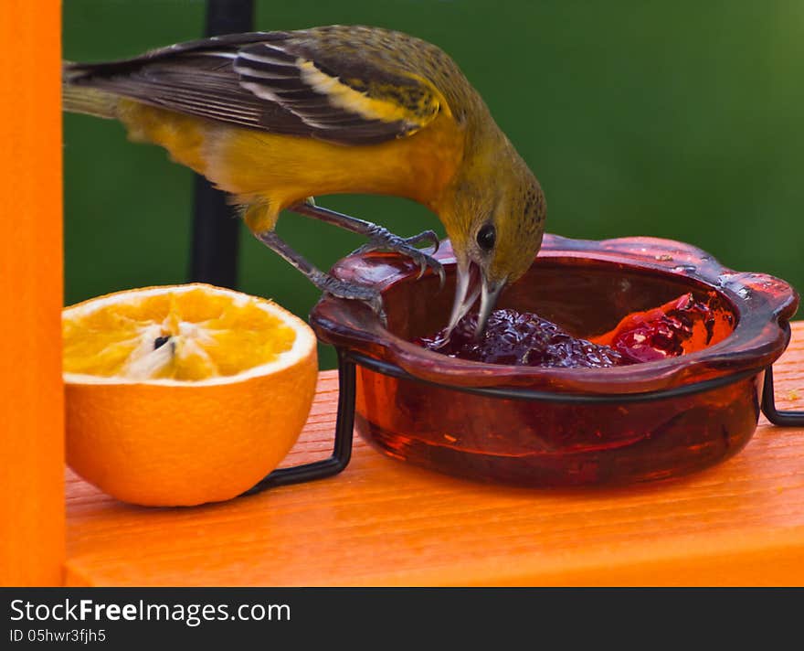 Female Baltimore Oriole eating grape jelly. Female Baltimore Oriole eating grape jelly