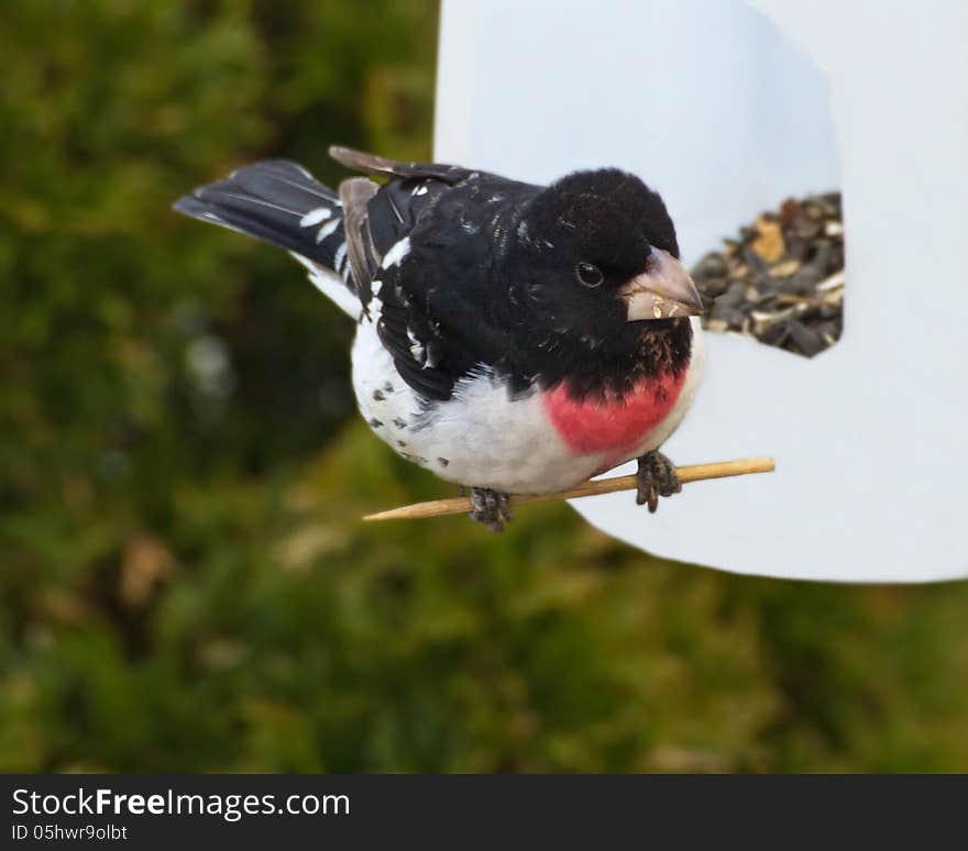 Rose-Breasted Grosbeak sitting on perch after eating seeds. Rose-Breasted Grosbeak sitting on perch after eating seeds