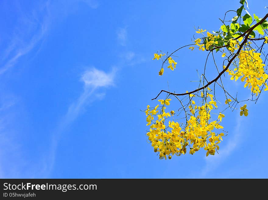 Cassia Fistula in clear blue sky. Cassia Fistula in clear blue sky