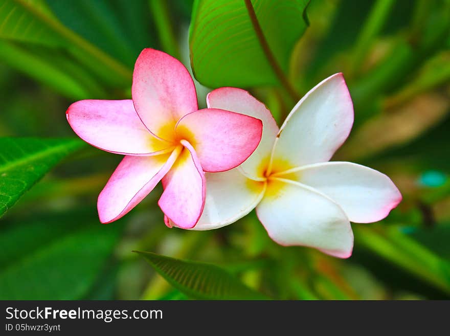 Frangipani