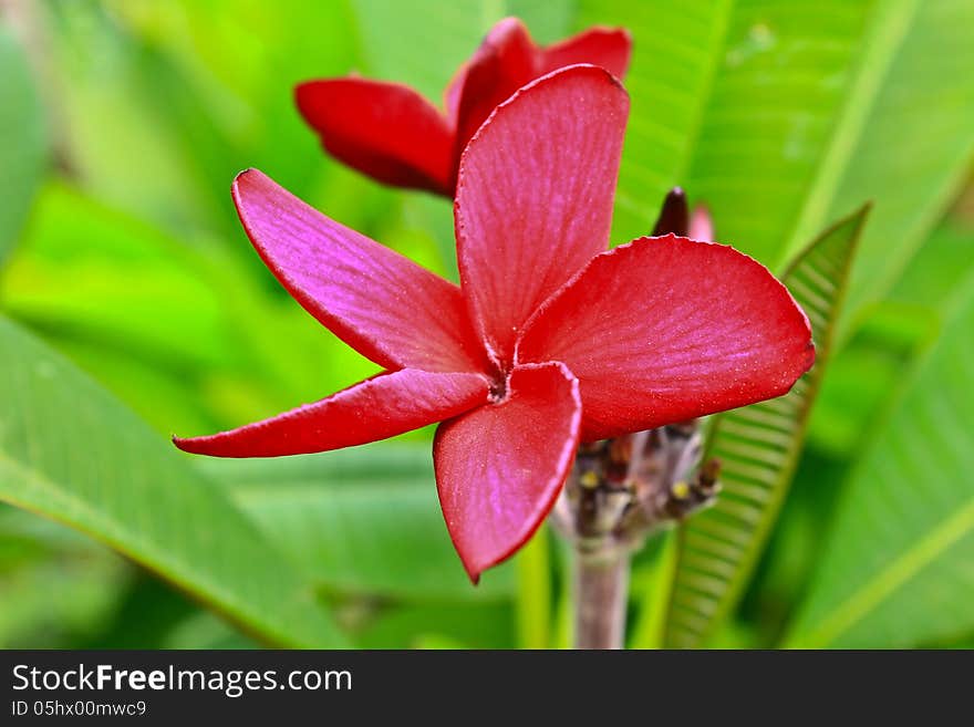 Close-up shot for red frangipani flowers