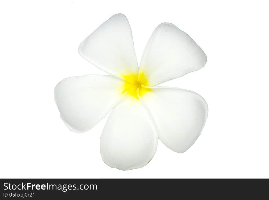 White Frangipani Spa Flower