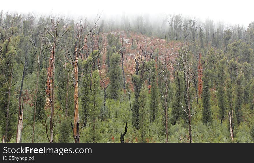 Trees recovering after a fire at At Steavenson Falls Marysville Melbourne. Trees recovering after a fire at At Steavenson Falls Marysville Melbourne