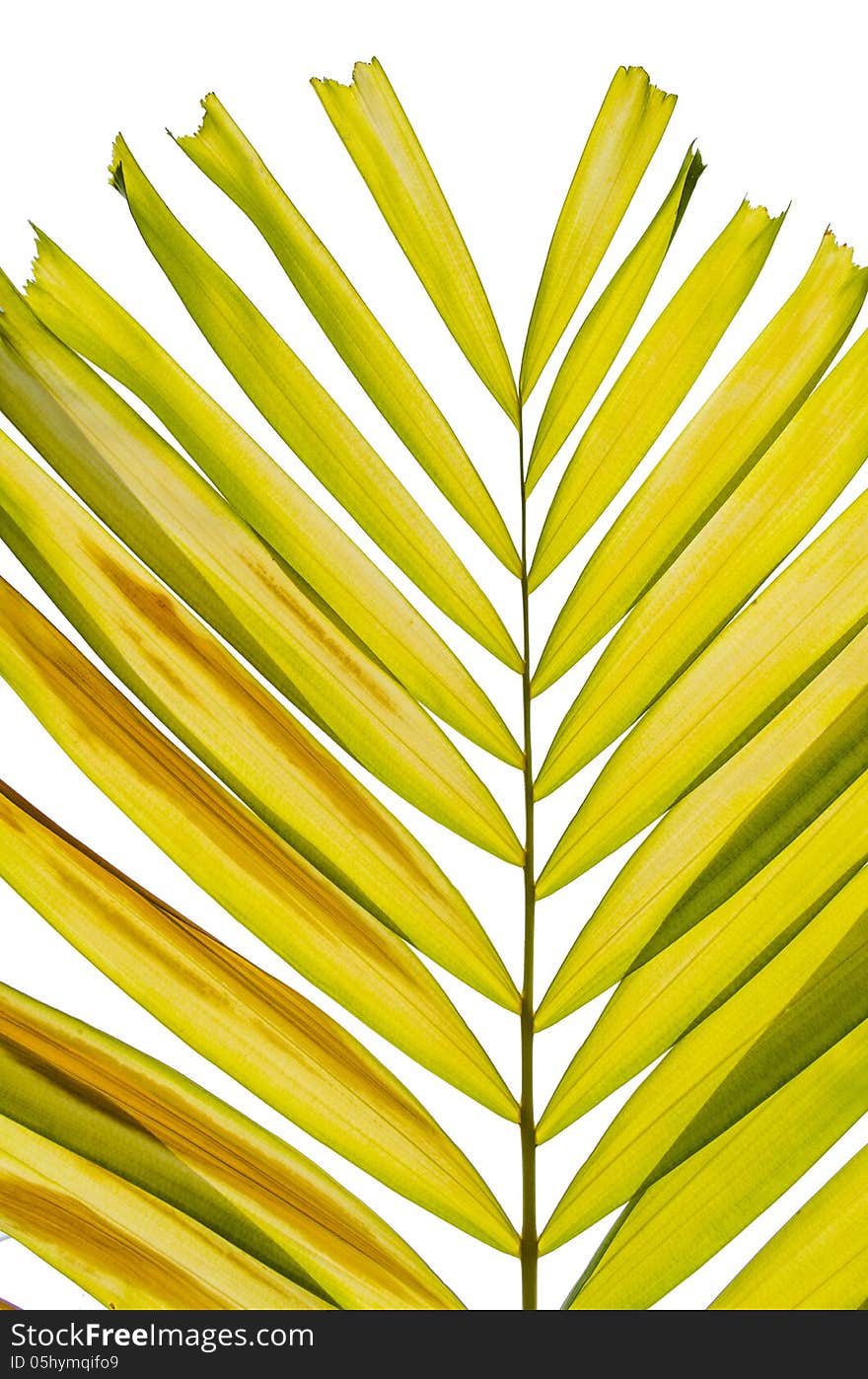 Palm Leaf on the White Background. Palm Leaf on the White Background