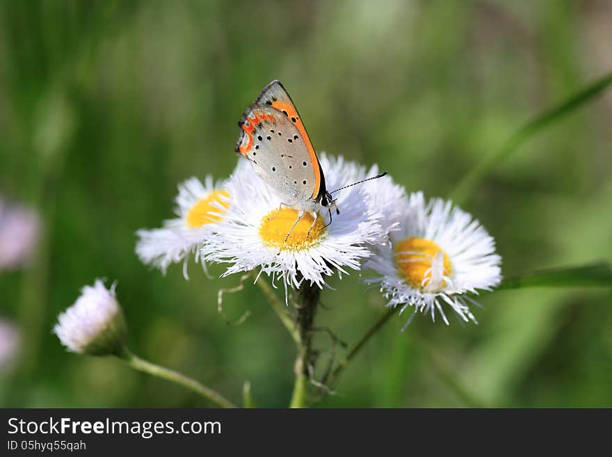 A close-up picture of a butterfly(small copper)on white flowers.