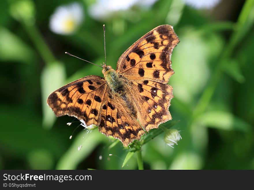 The orange butterfly which open a wing on a leaf.•scientific name is Polygonia c-aureum. The orange butterfly which open a wing on a leaf.•scientific name is Polygonia c-aureum.