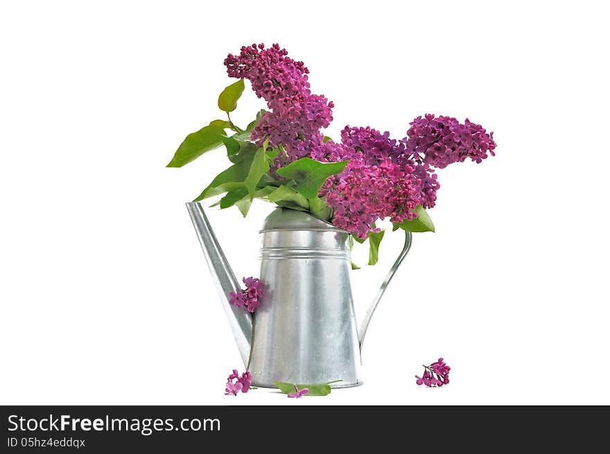 Flowers of Lilac and metal pot