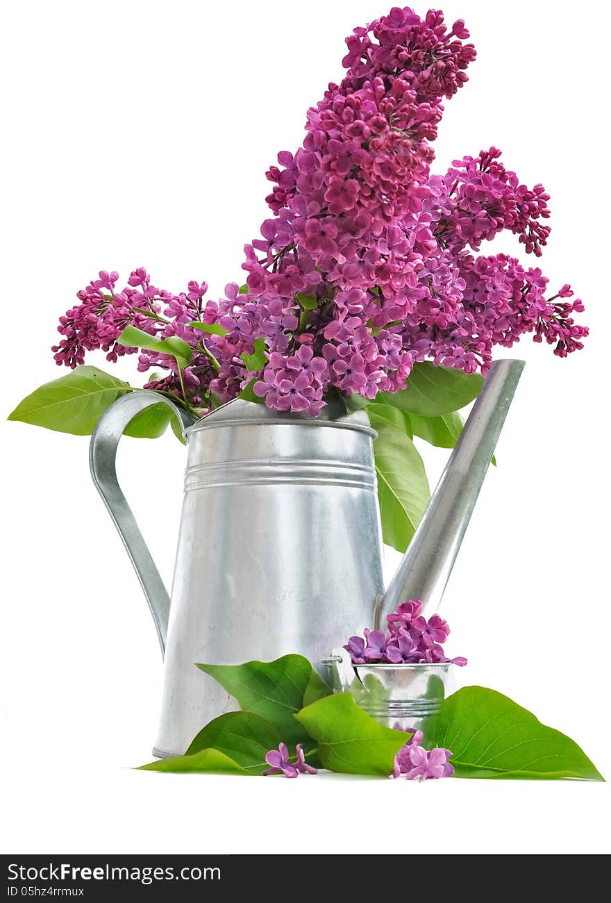 Flowers of Lilac and metal pot