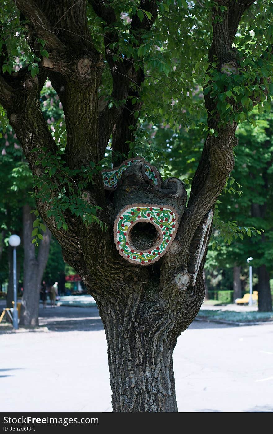 Tree hollow with nest in park