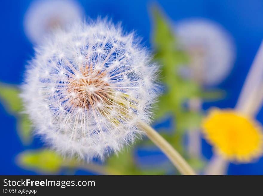 Dandelion macro closeup