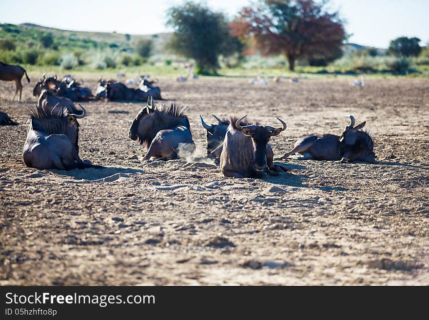 Wildebeest lying down at a watering hole in the Kgalagadi transfrontier park. Wildebeest lying down at a watering hole in the Kgalagadi transfrontier park.