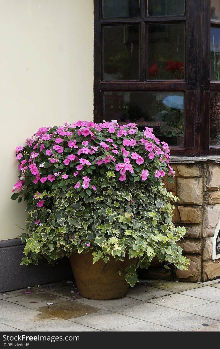 Beautiful potted flowers beside the window.