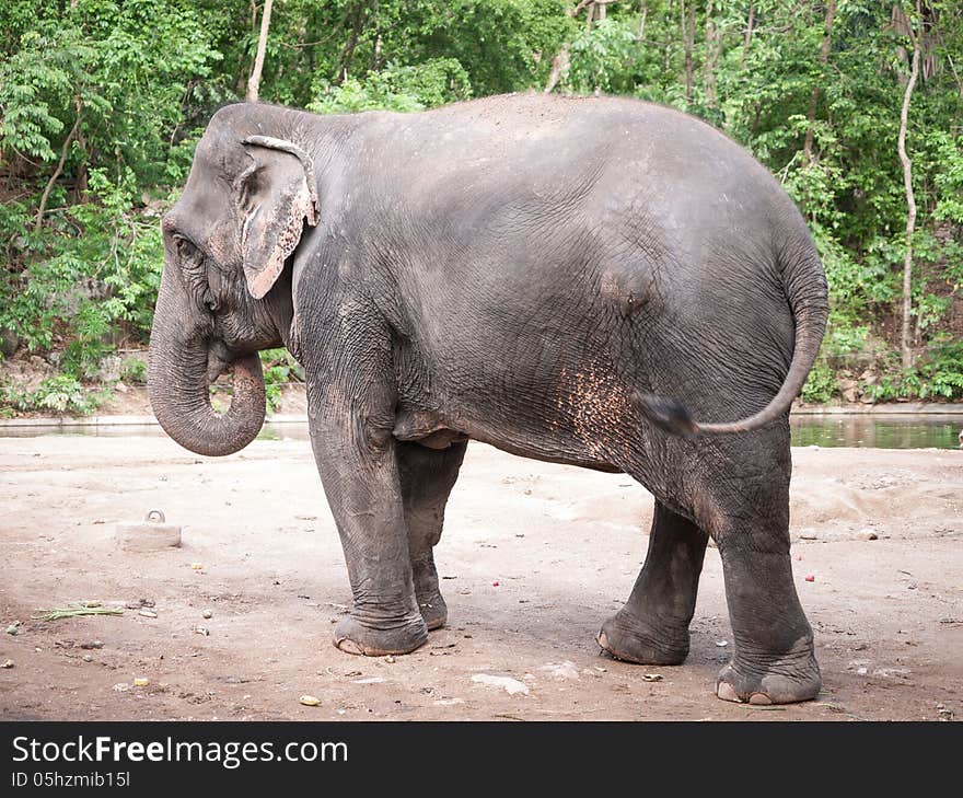 Female Elephant