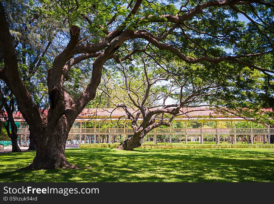 Landscape of big tree in villa garden. Landscape of big tree in villa garden