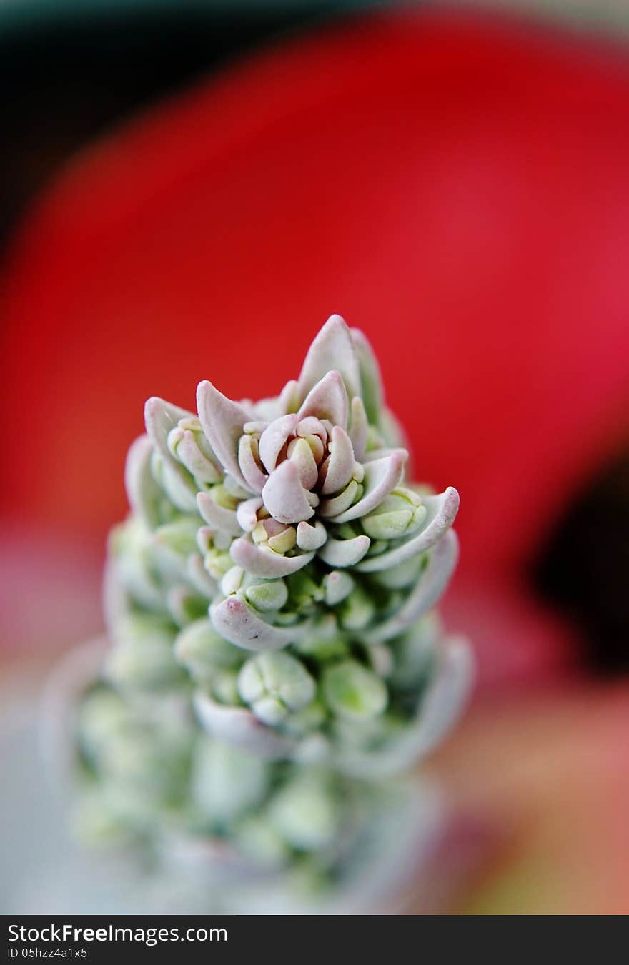 Close up of fleshy Paddle Plant blossom
