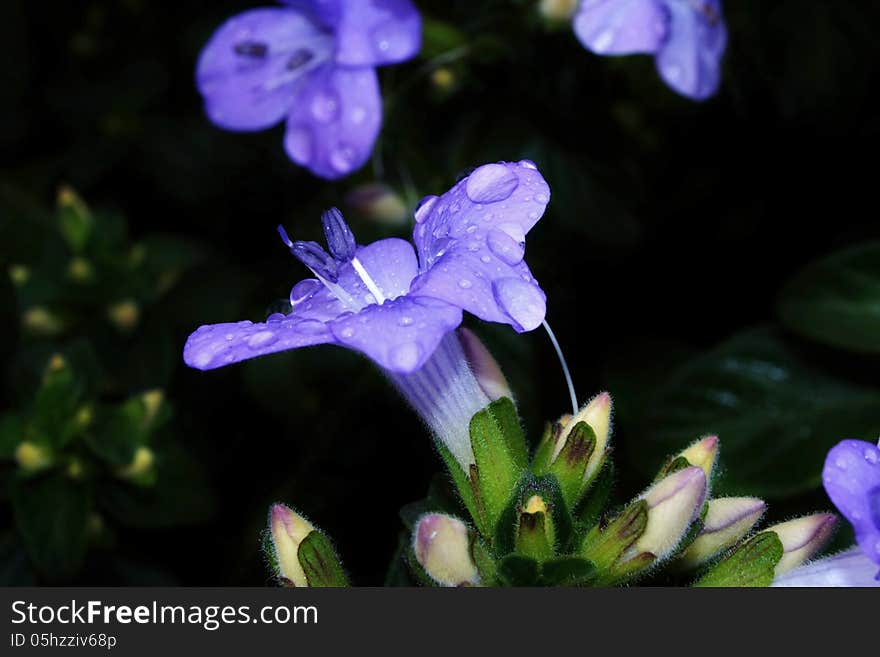 Close up of blue Barleria gueinzii blossom with raindrops