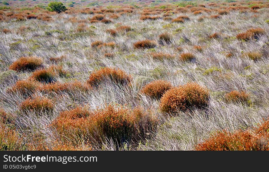 Landscape with blooming Natal red grass. Landscape with blooming Natal red grass