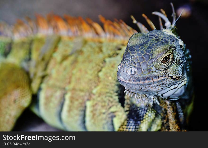 Iguana Lizard