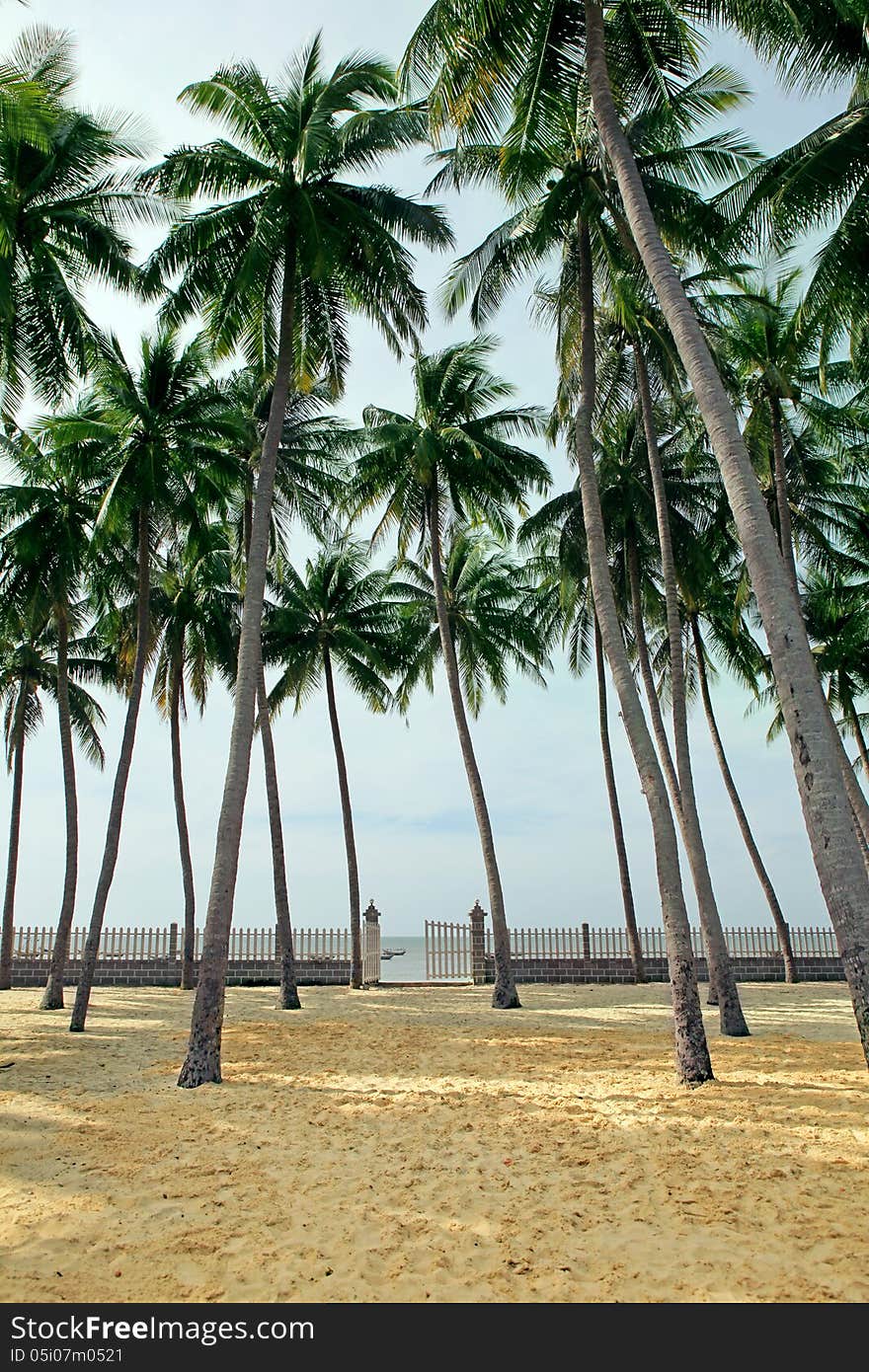 Palm Grove On A Tropical Beach