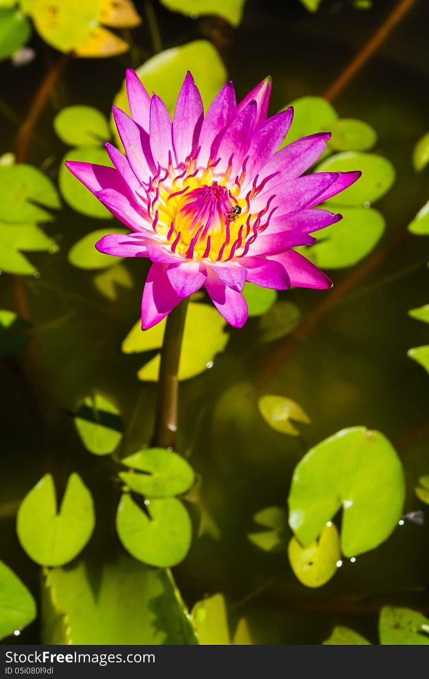 Pink Lotus Flower