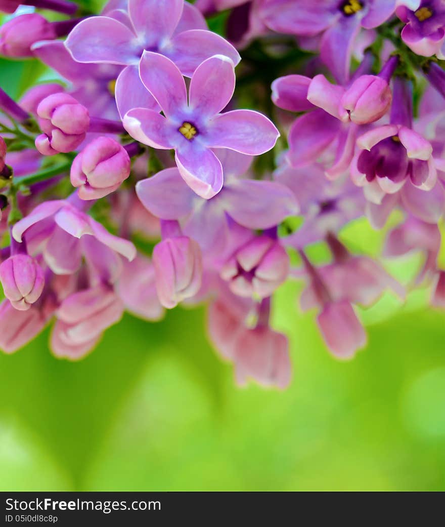 Purple LilaÑ Flowers On The Blurred Green Background