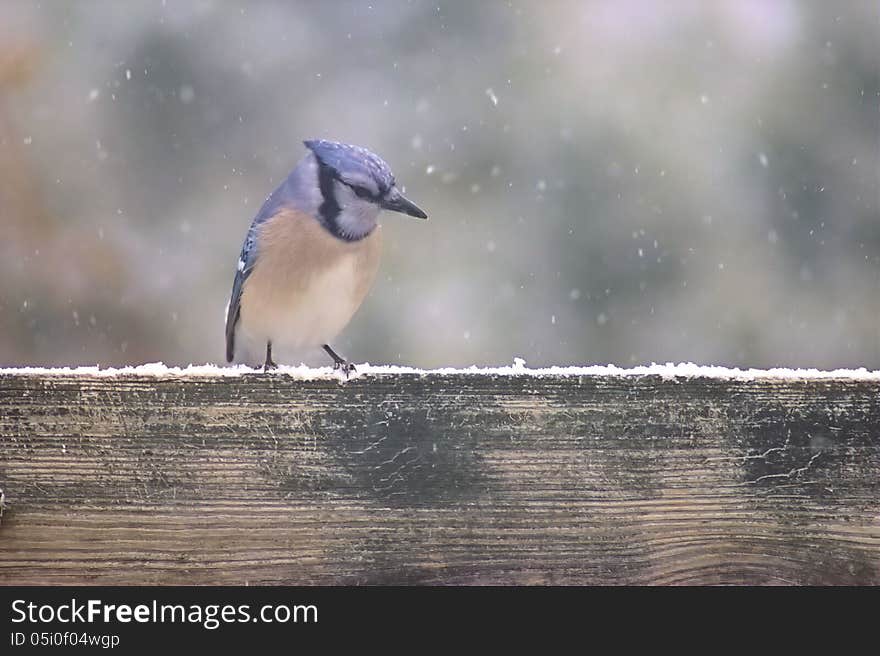 Blue Jay in the Snow