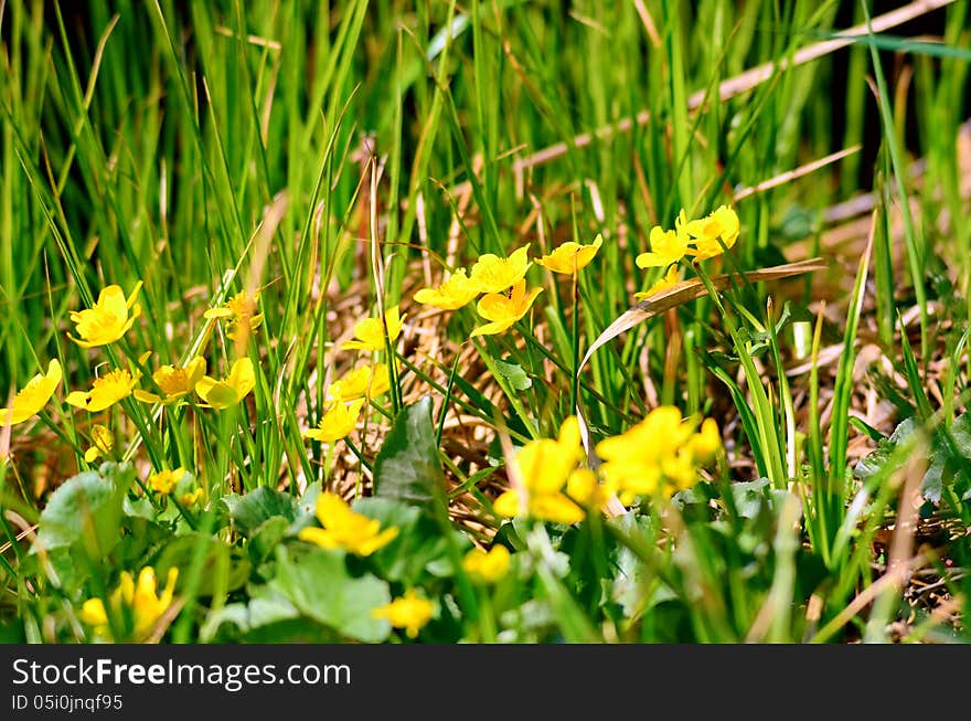 Buttercup flowers in a summer meadow